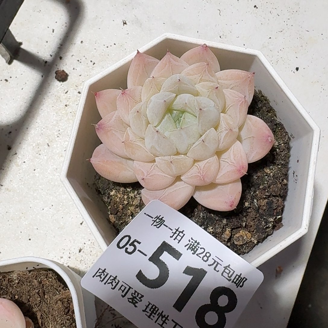 白卡无盆土发货无