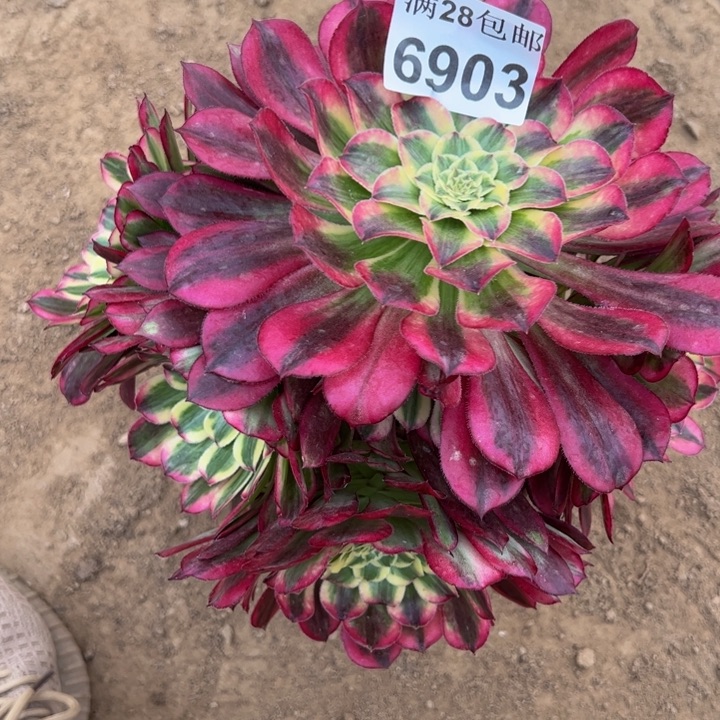 6903天和不包损多肉植物