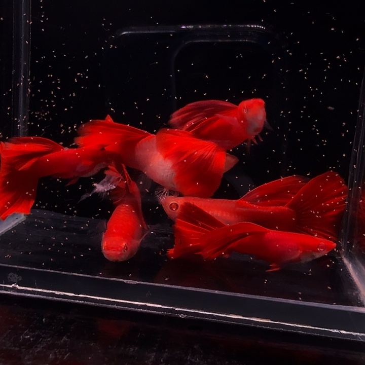 骄****孔雀鱼极品血红三对