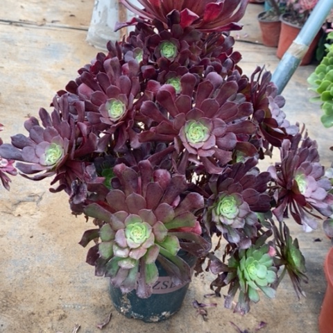 红桐花脸多肉植物003