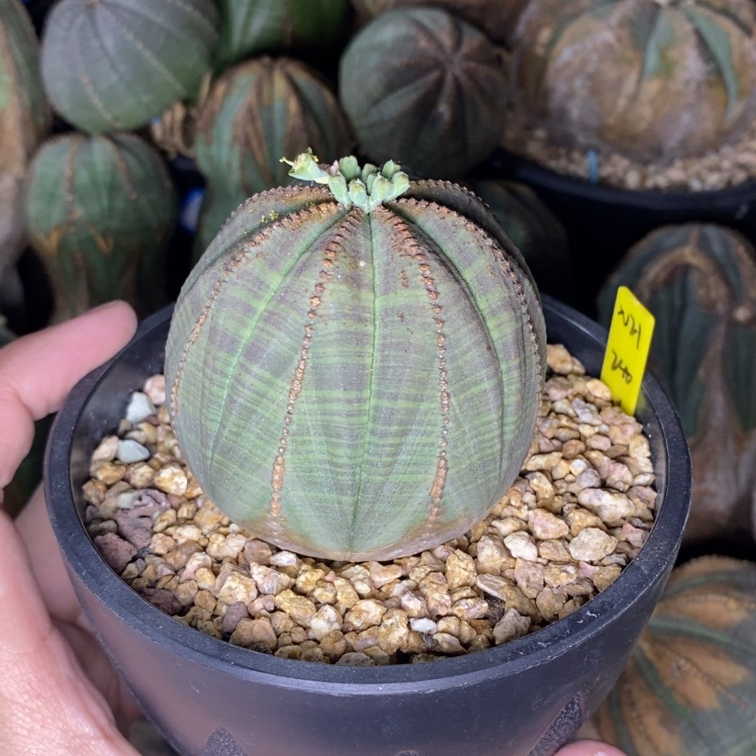22 欧系实生布纹球多肉植物