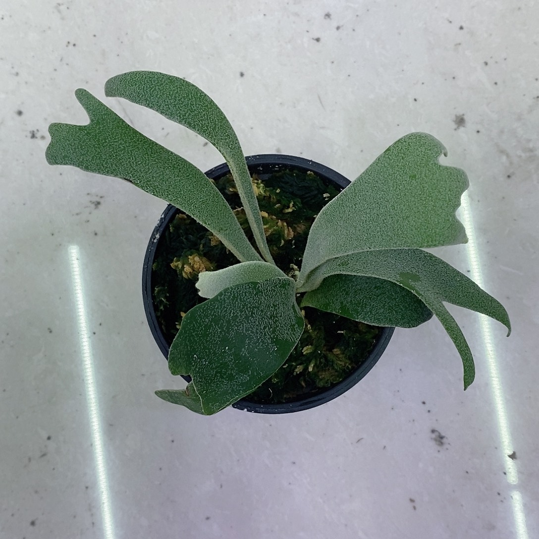 无花朵蓝皇后鹿角蕨