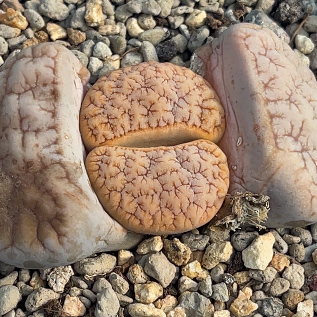 7837蜜纹睫毛铁189一颗