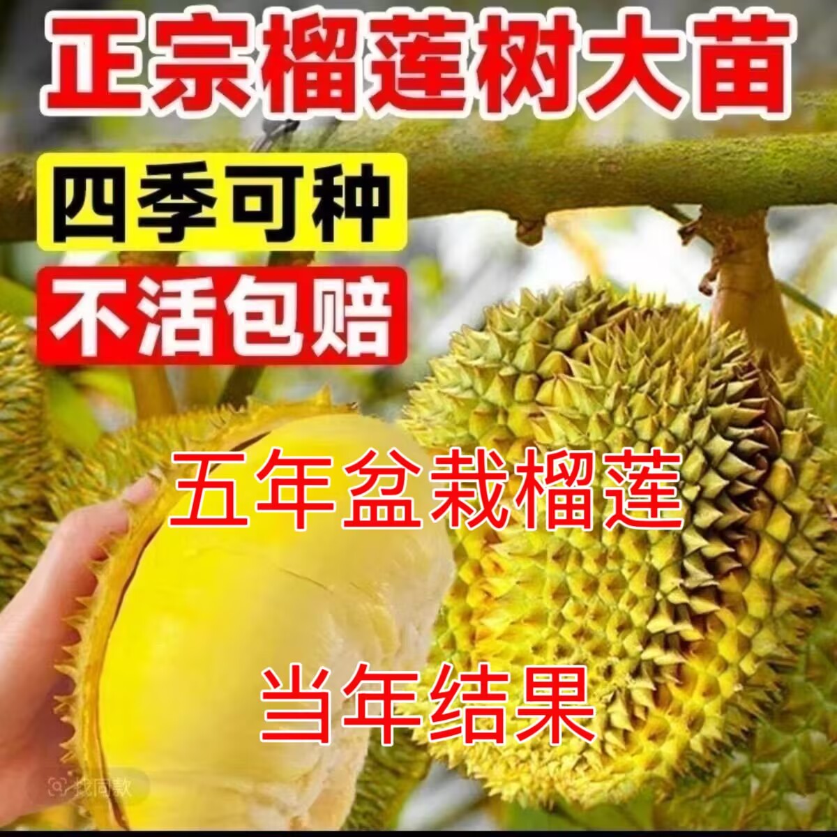 3年盆栽榴莲/5年盆栽榴莲/盆栽带枝带叶带土发货/