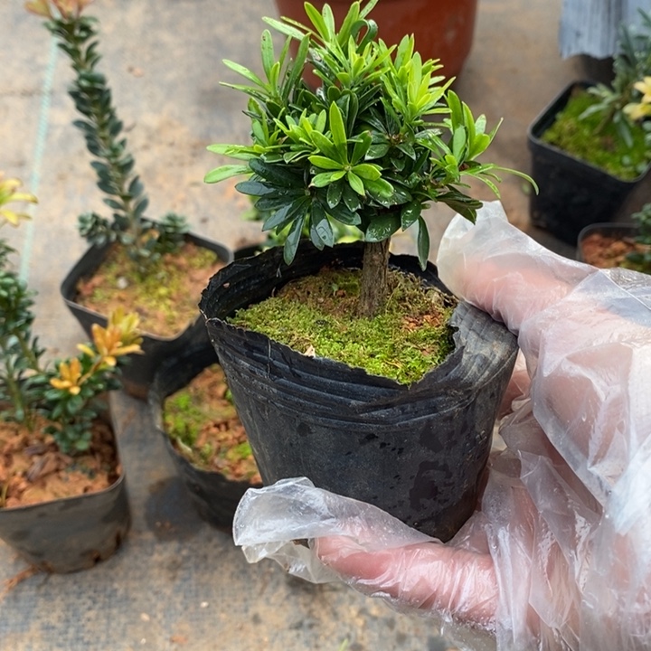 峡***景无花朵罗汉松盆景4444