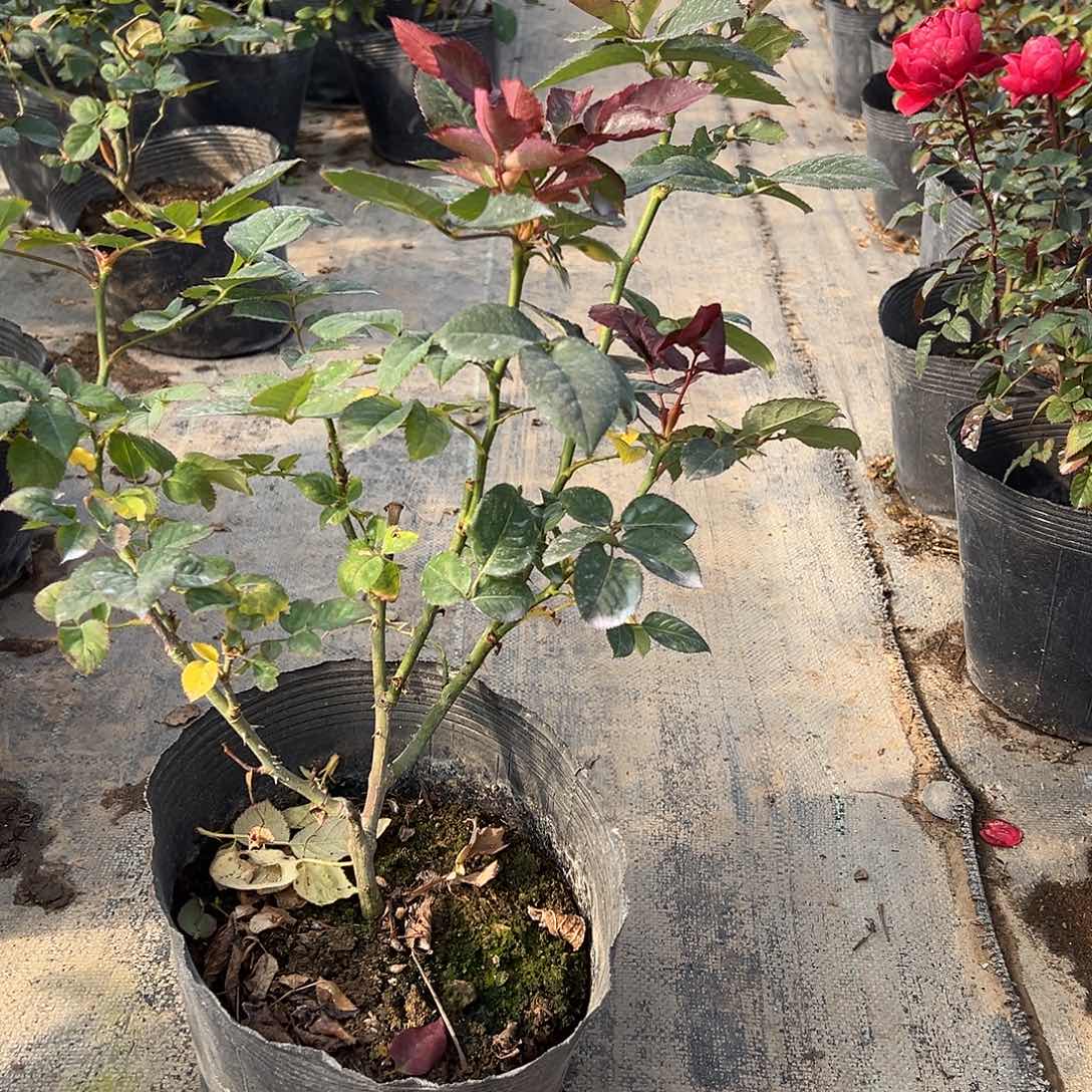 当前无花栽培后可以开花