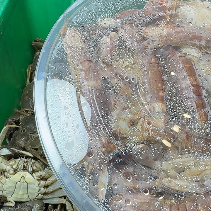 麦****中国大陆皮皮虾本地的断养的