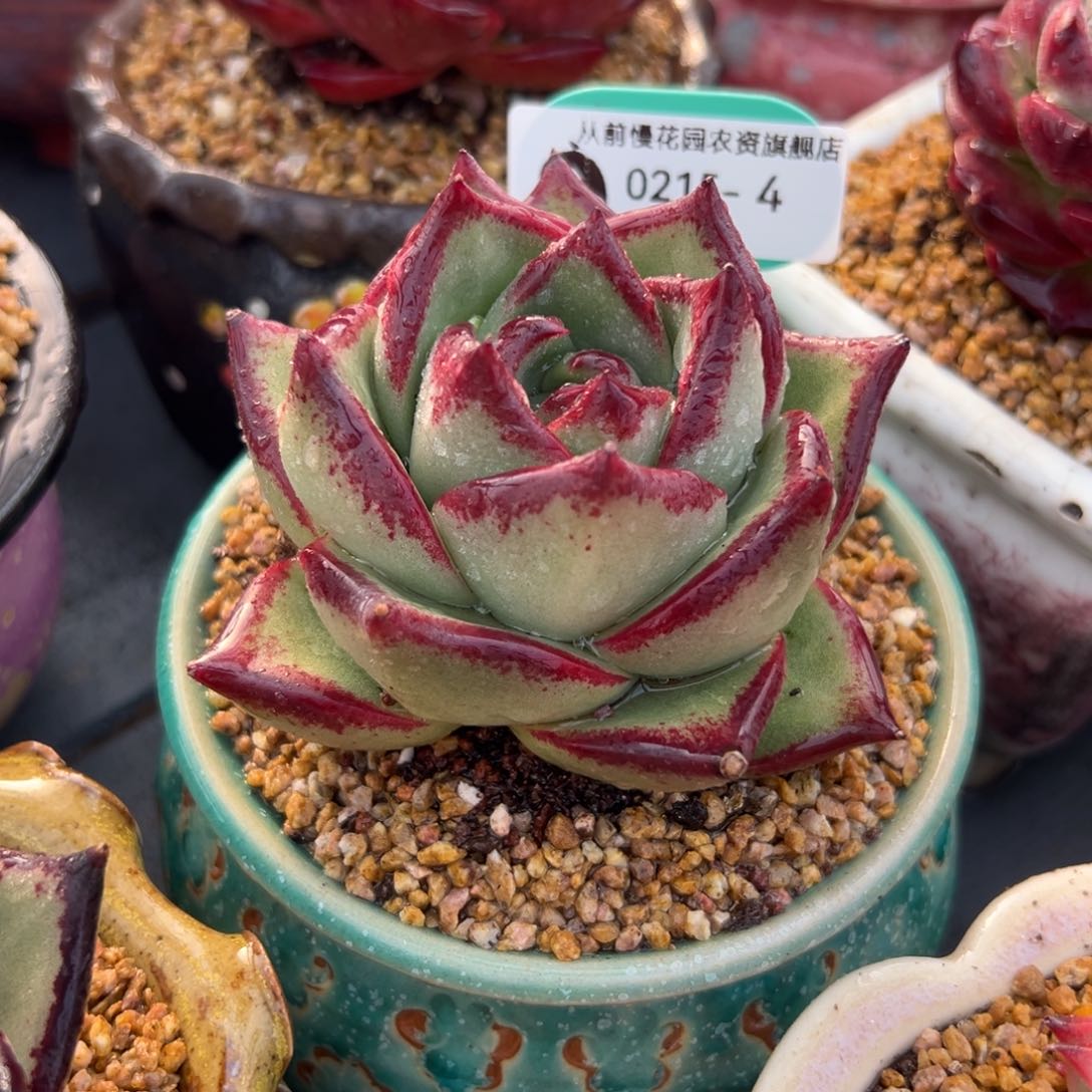 多肉一物一拍0215-4