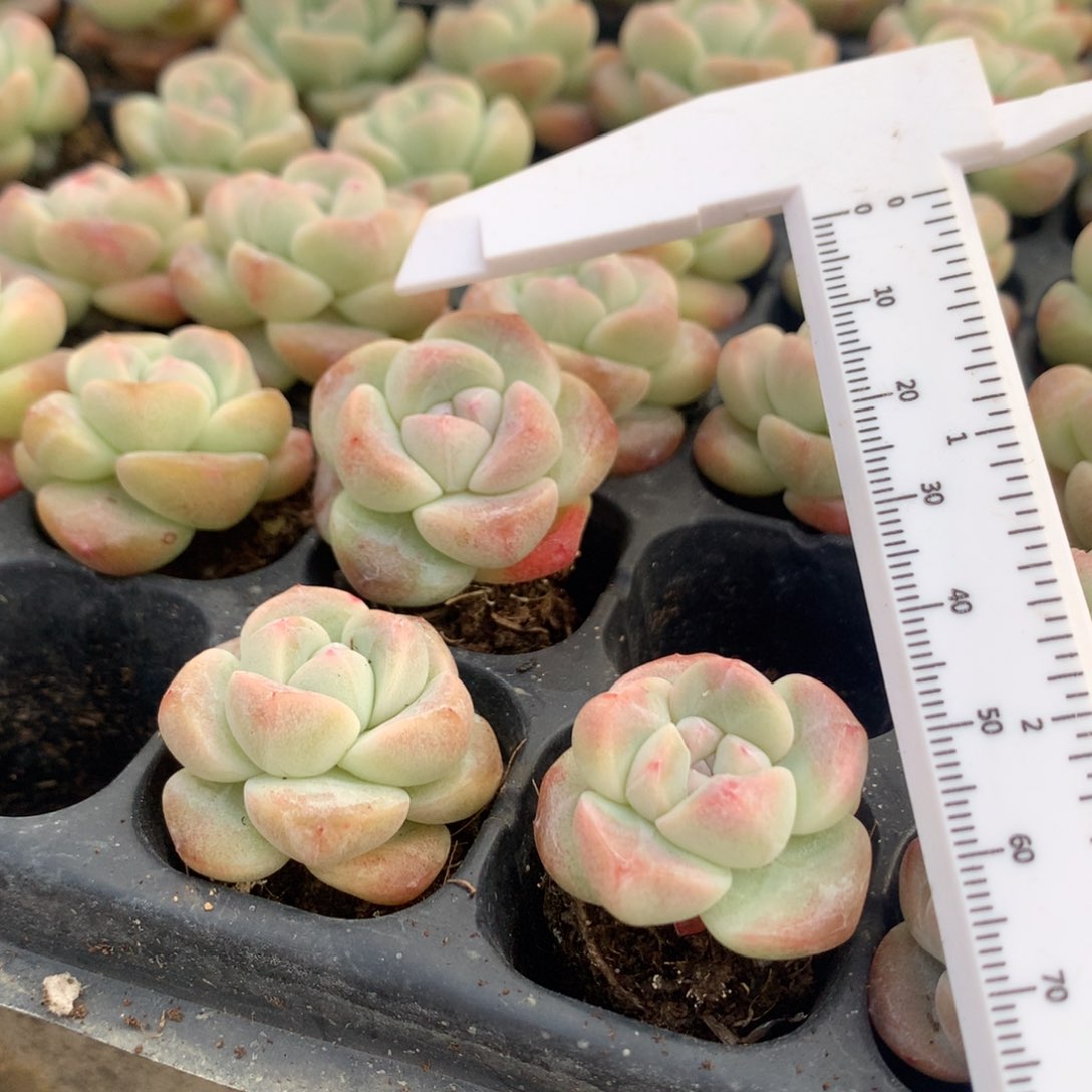 满28包邮满28包邮28包邮