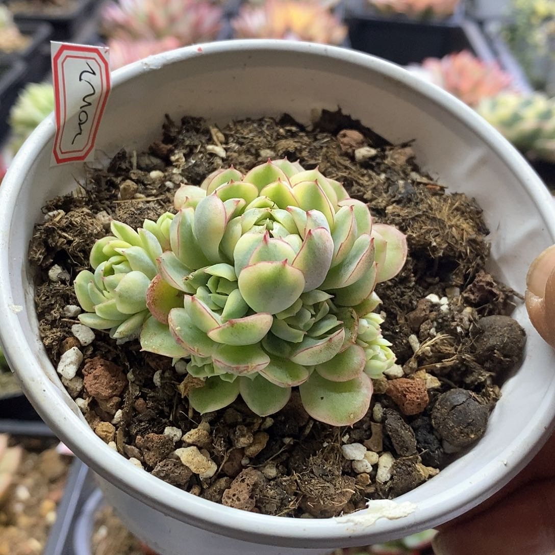 20122梦幻玫瑰黄腹轮锦多肉