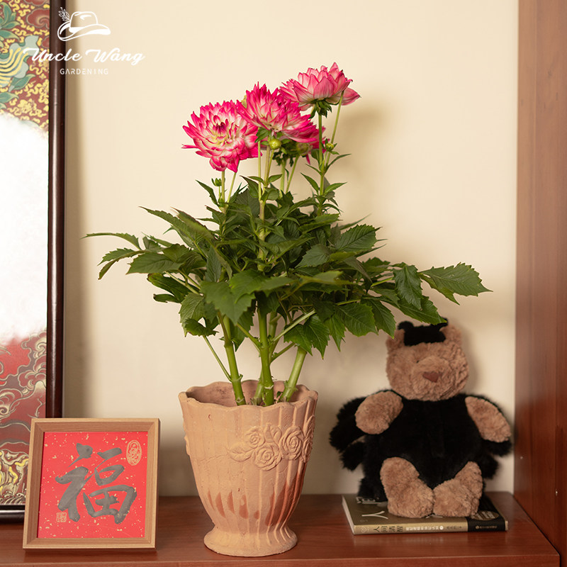 种花王大爷 大丽花荷花色盆栽花卉阳台块根庭院多年生花期长