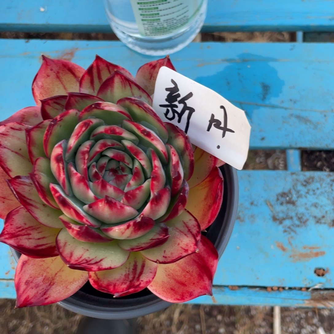 新***-惊鸿仙子一物一拍