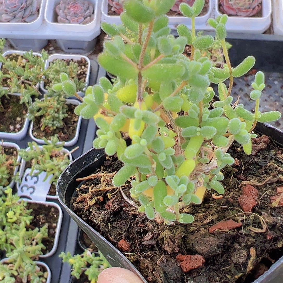 米粒枝干19包邮多肉植物