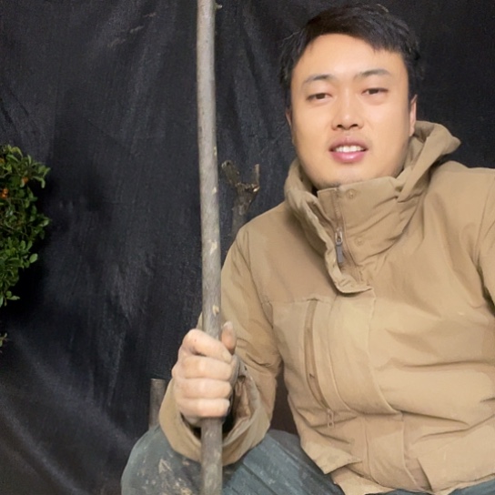 无花朵金弹子庭院原生品种