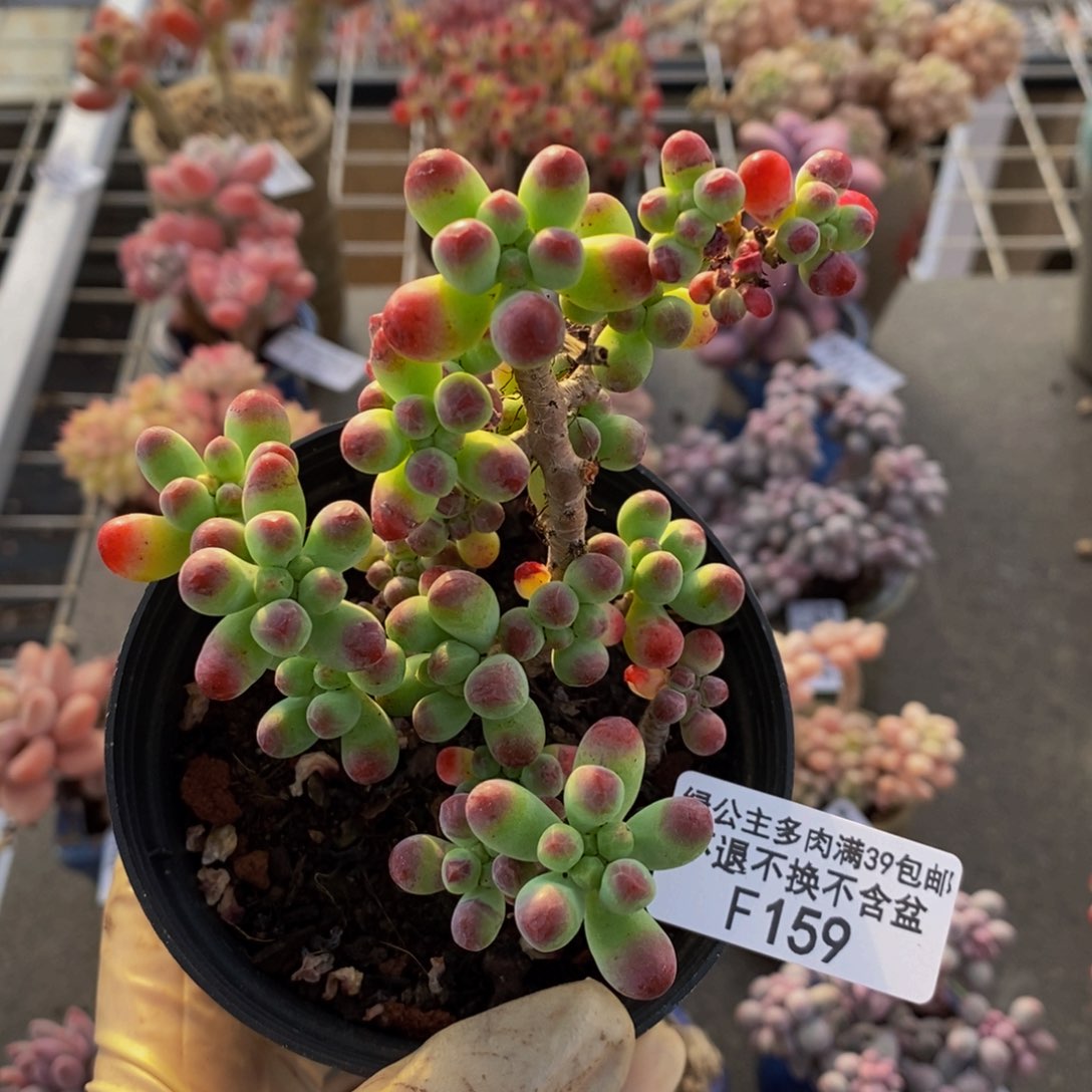 乙女心159/8cm多肉