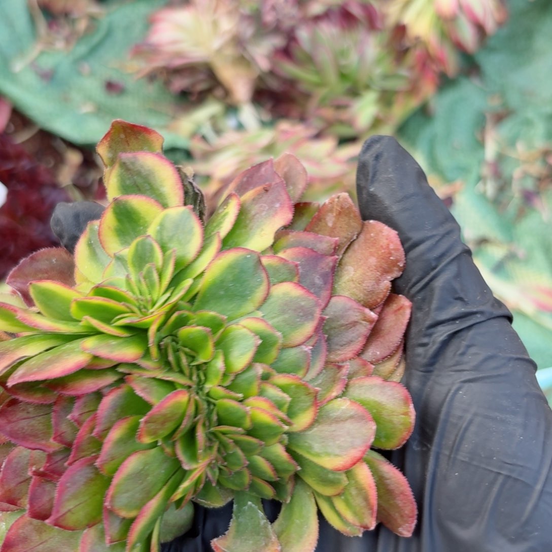 嗯8914 号多肉法师特价没有根