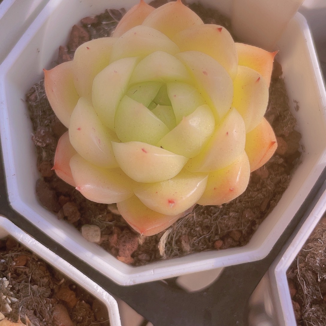 熹*麦秆单头e036一物一拍