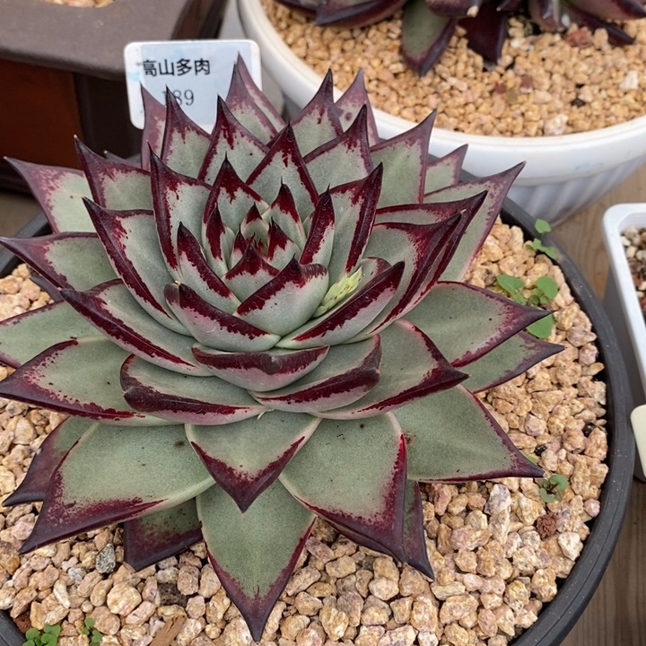 D189- 直播福利 乌木