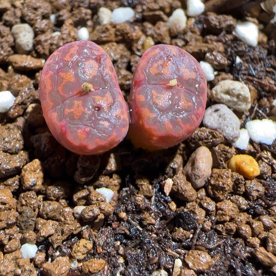 肉锥多肉植物组合-爱心勋章1365有疤