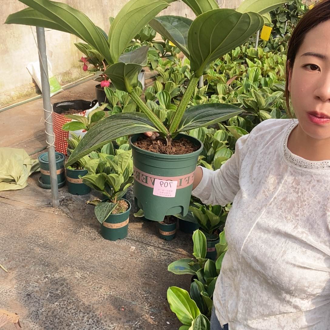 木本植物宁**远木本花卉709