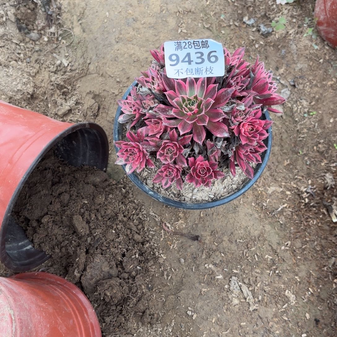 X. 9436凤凰超白多肉。bad