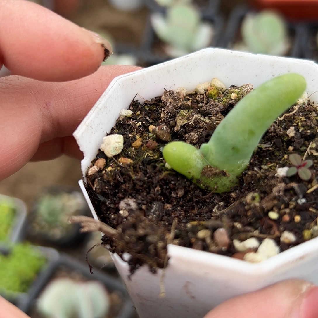 多肉植物多肉植物