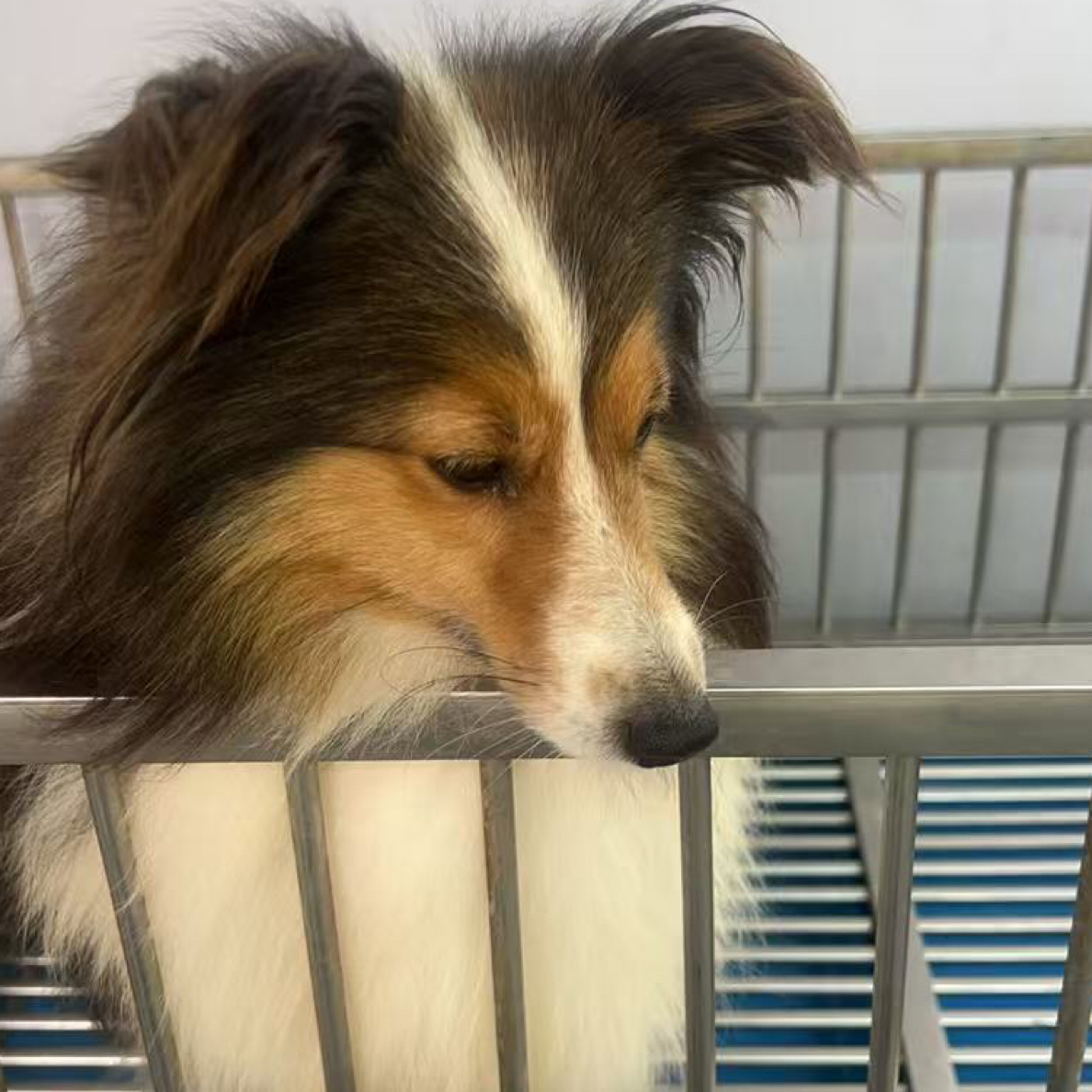 雕色喜乐蒂牧羊犬母