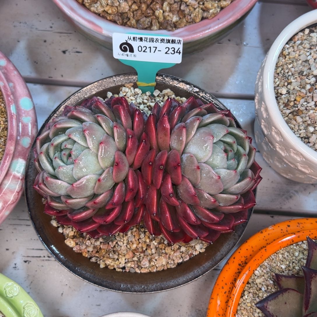 多肉一物一拍0217-234