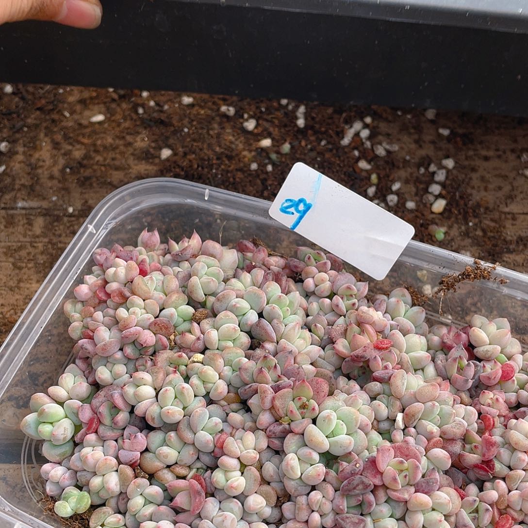 小***诶多肉植物多肉植物29