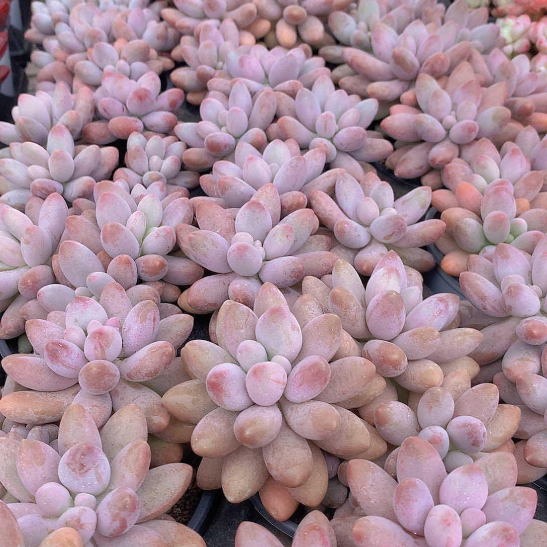 汤圆44678899090000