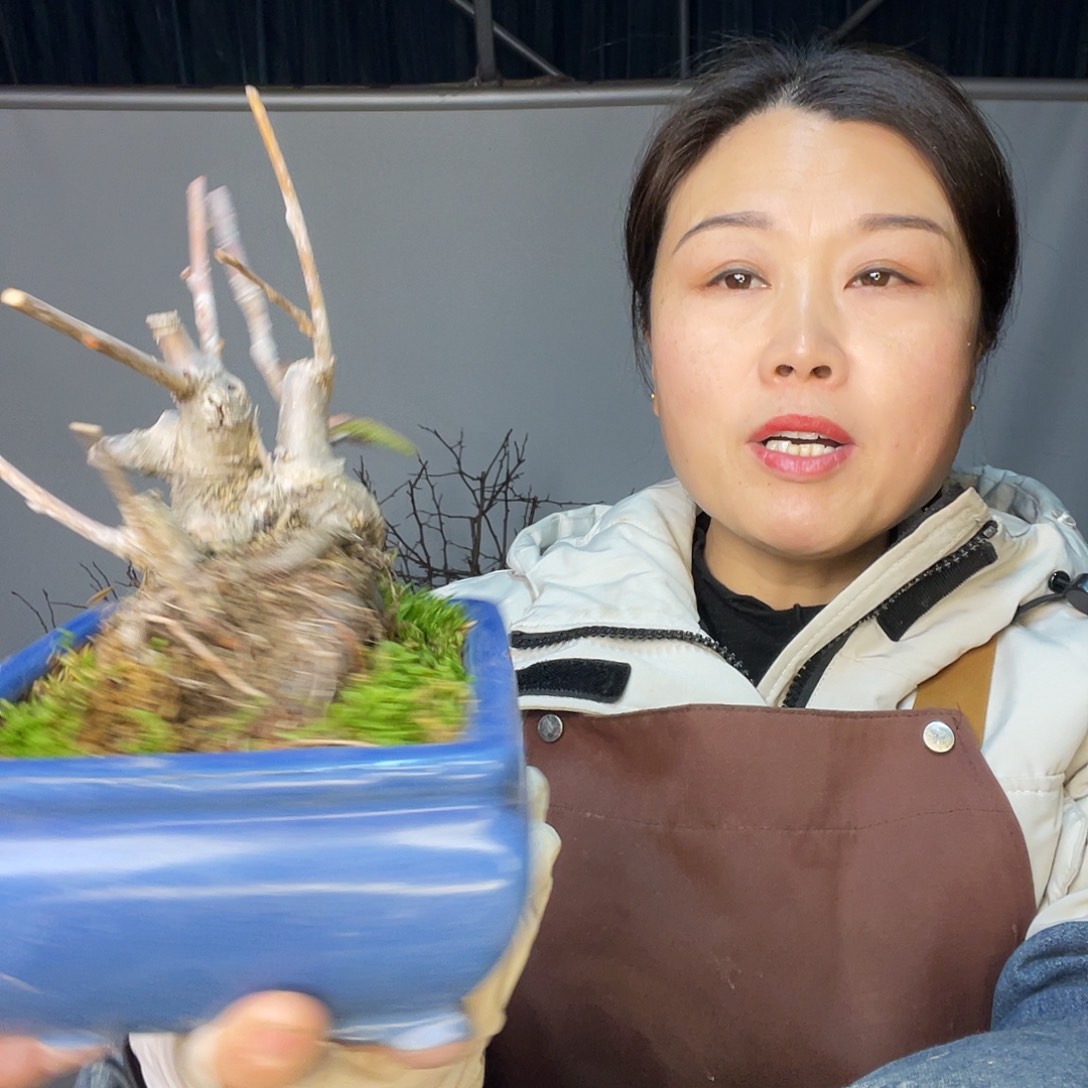 幸***安无花朵海棠151510