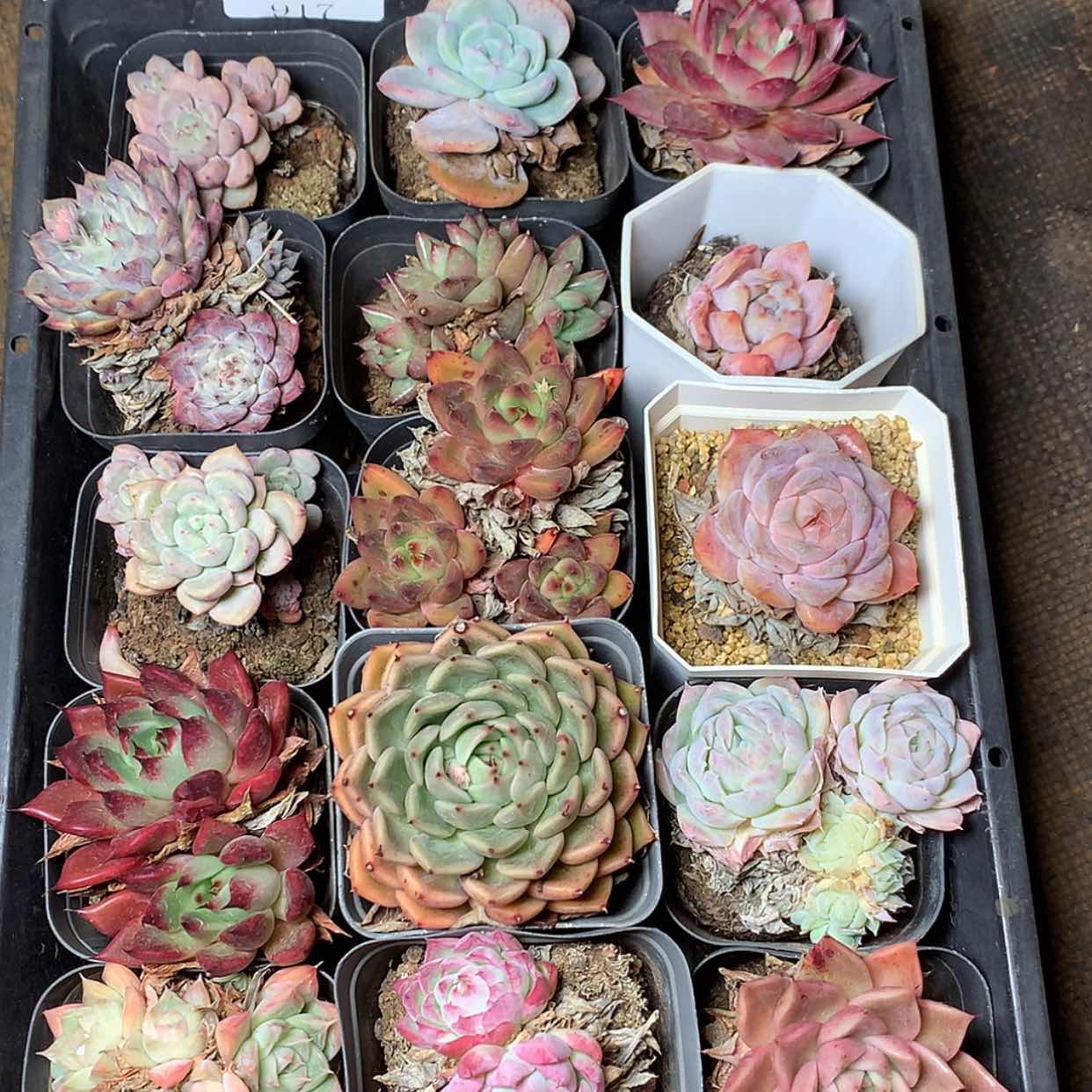 【闪购商品】云917号15颗