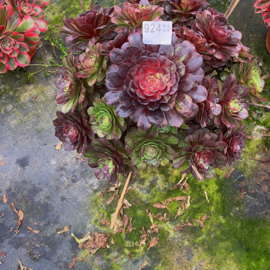 多肉花月夜00000924