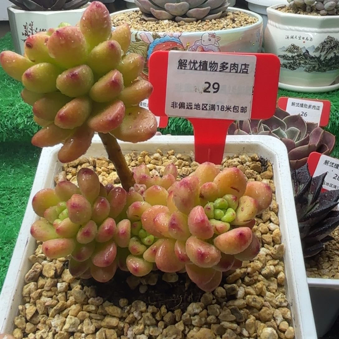 解忧多肉植物编号29