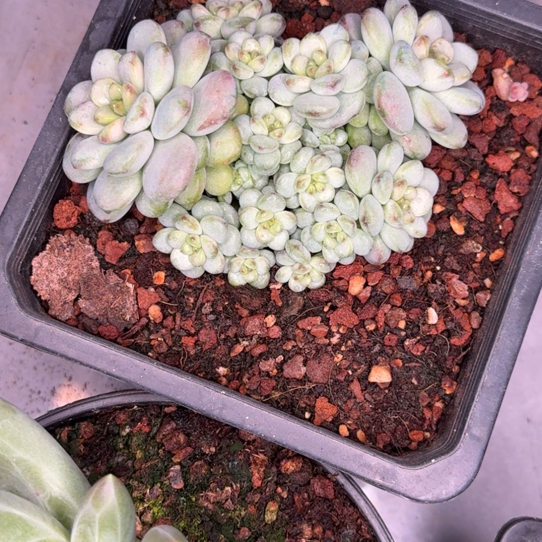 左***死蜜糖杂多肉植物寄养