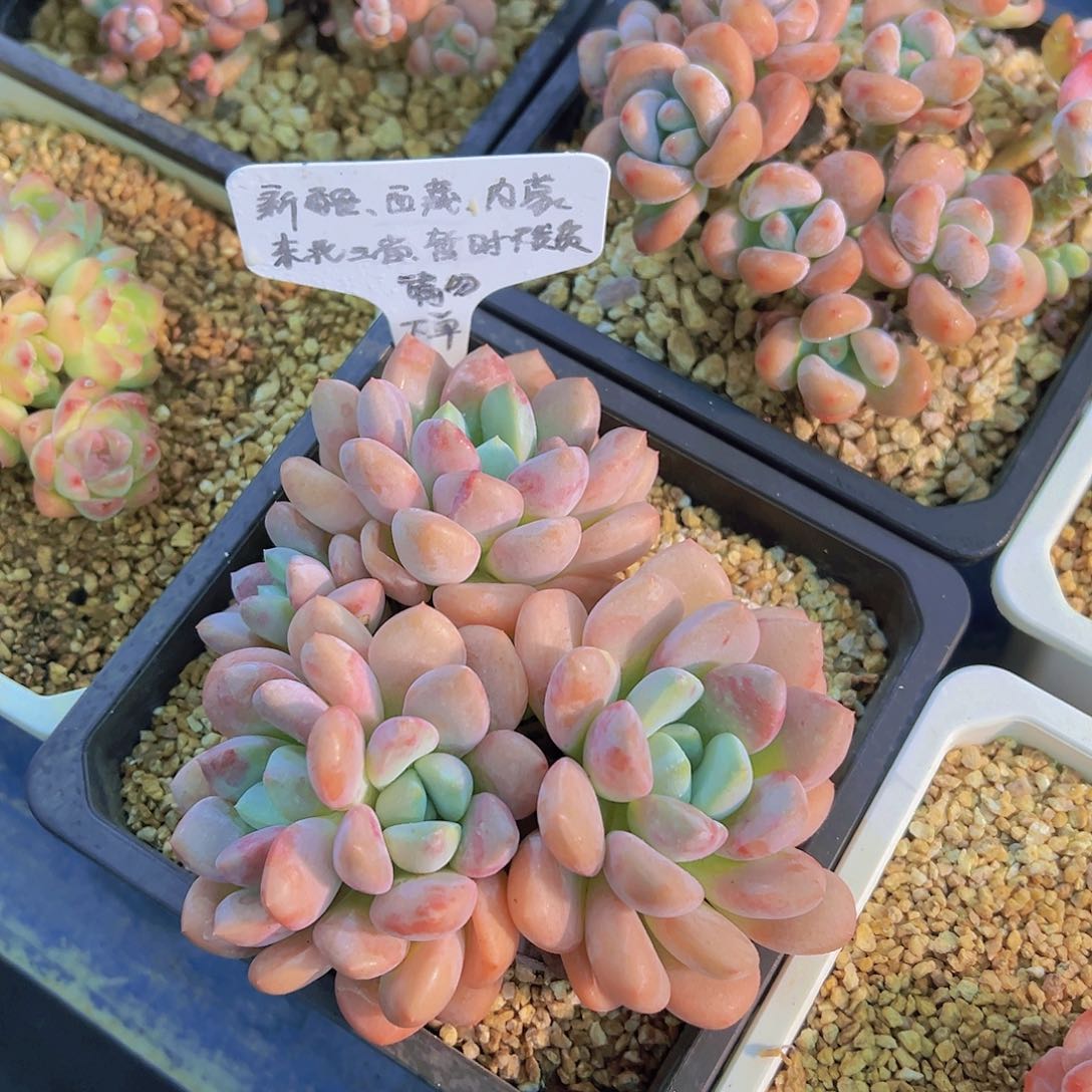 花斑鹿，多肉植物，