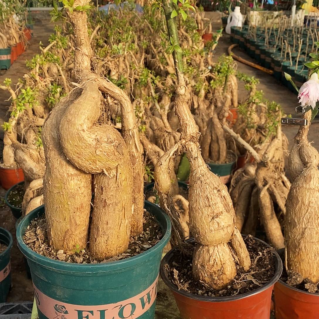 完全开放月之桂一物一拍