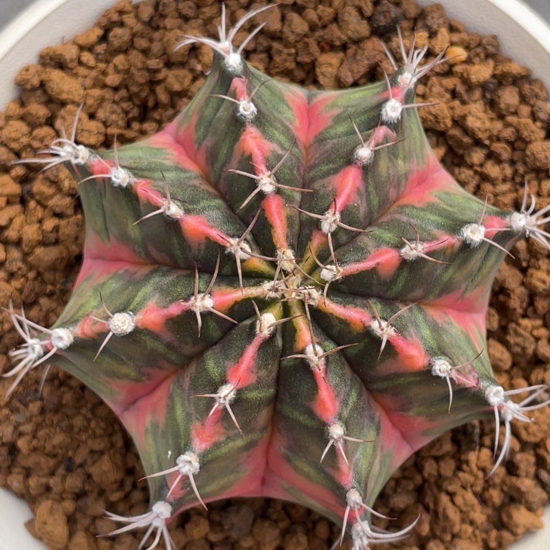 当前无花朵，栽培后可花朵橘红臀棱背锦