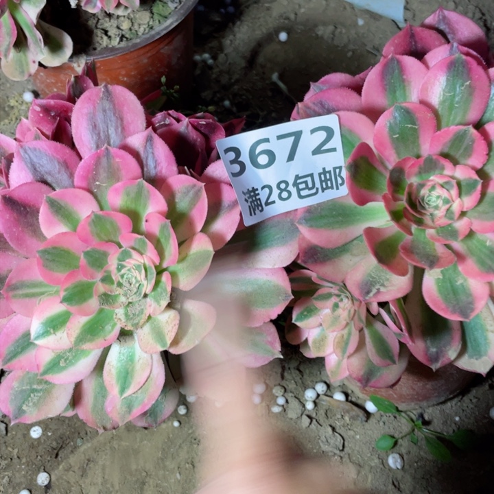 3672一号棚两个女舞