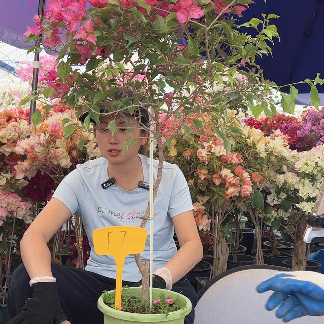 荆***鸟大部分花苞少量开放F7酒红桑巴