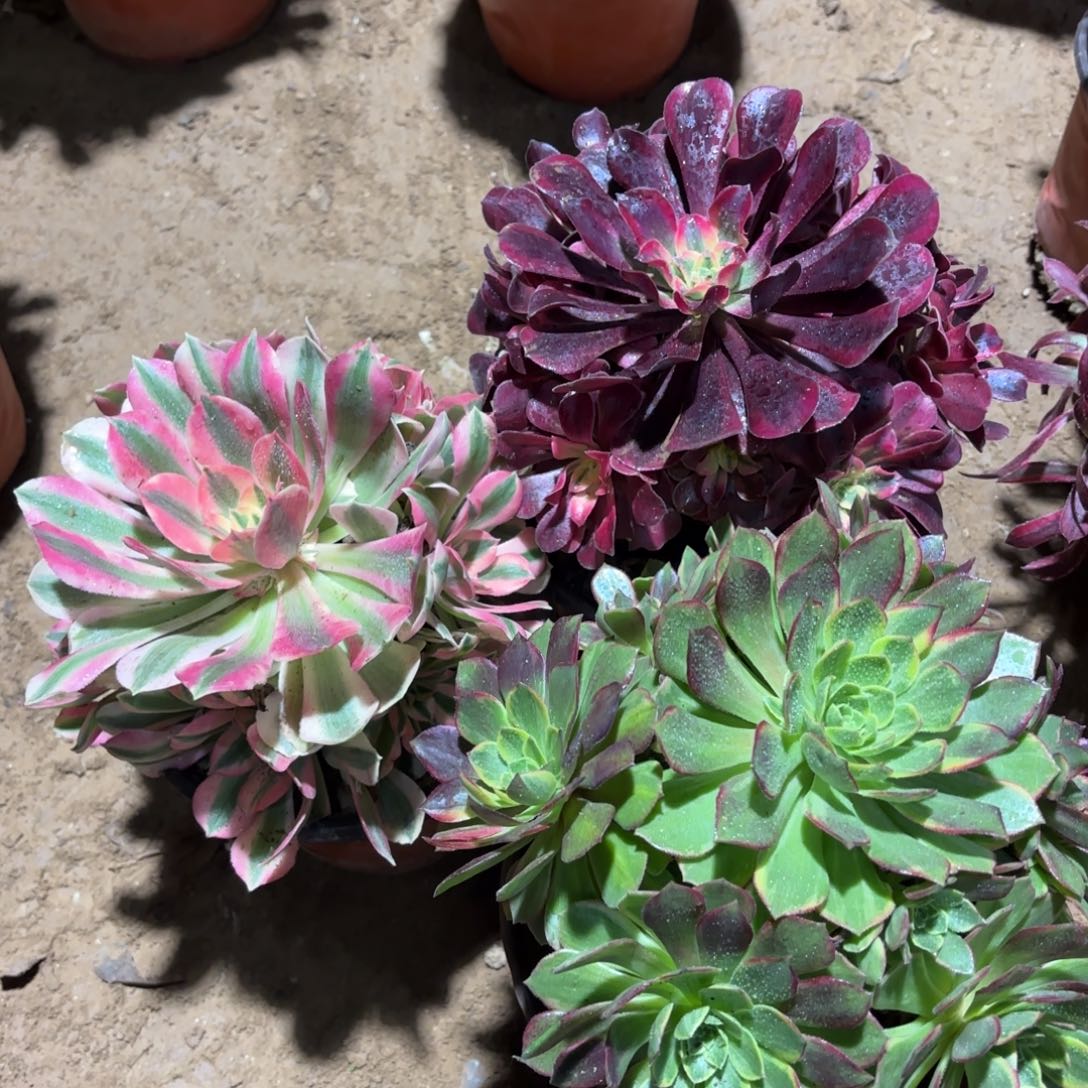 美杜莎粉女巫万花筒22.8