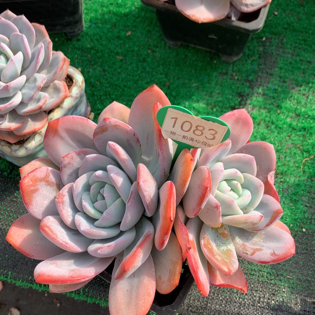 红皮韩版奶茶老桩1083