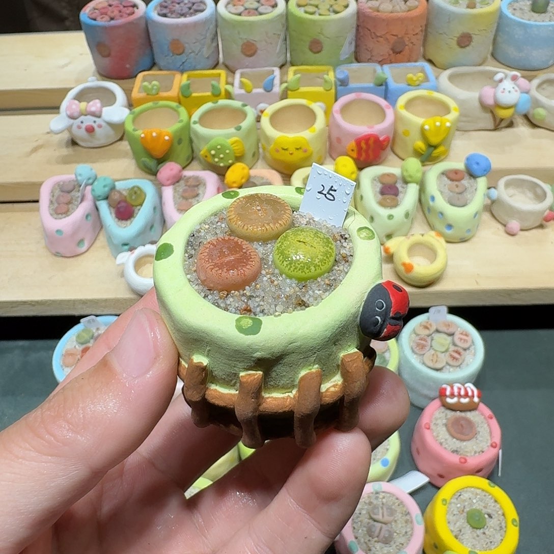 红陶蘑菇447彩虹日