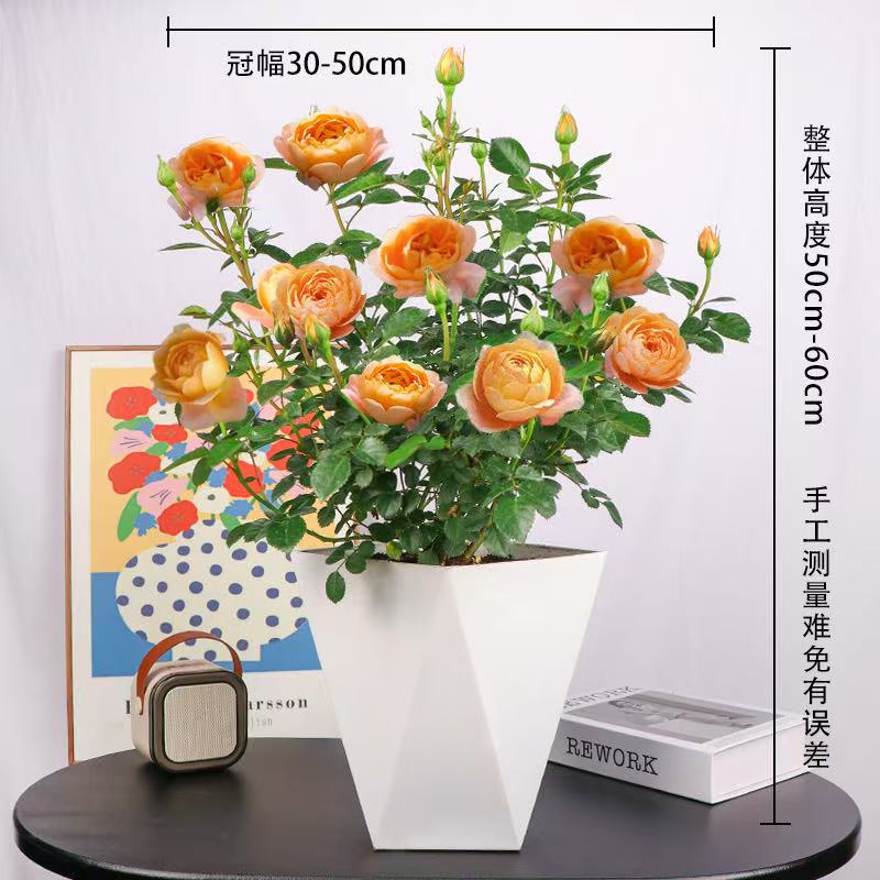 【果汁阳台丨月季盆栽】浓香1.5加仑带花苞四季开花活庭院阳台绿植