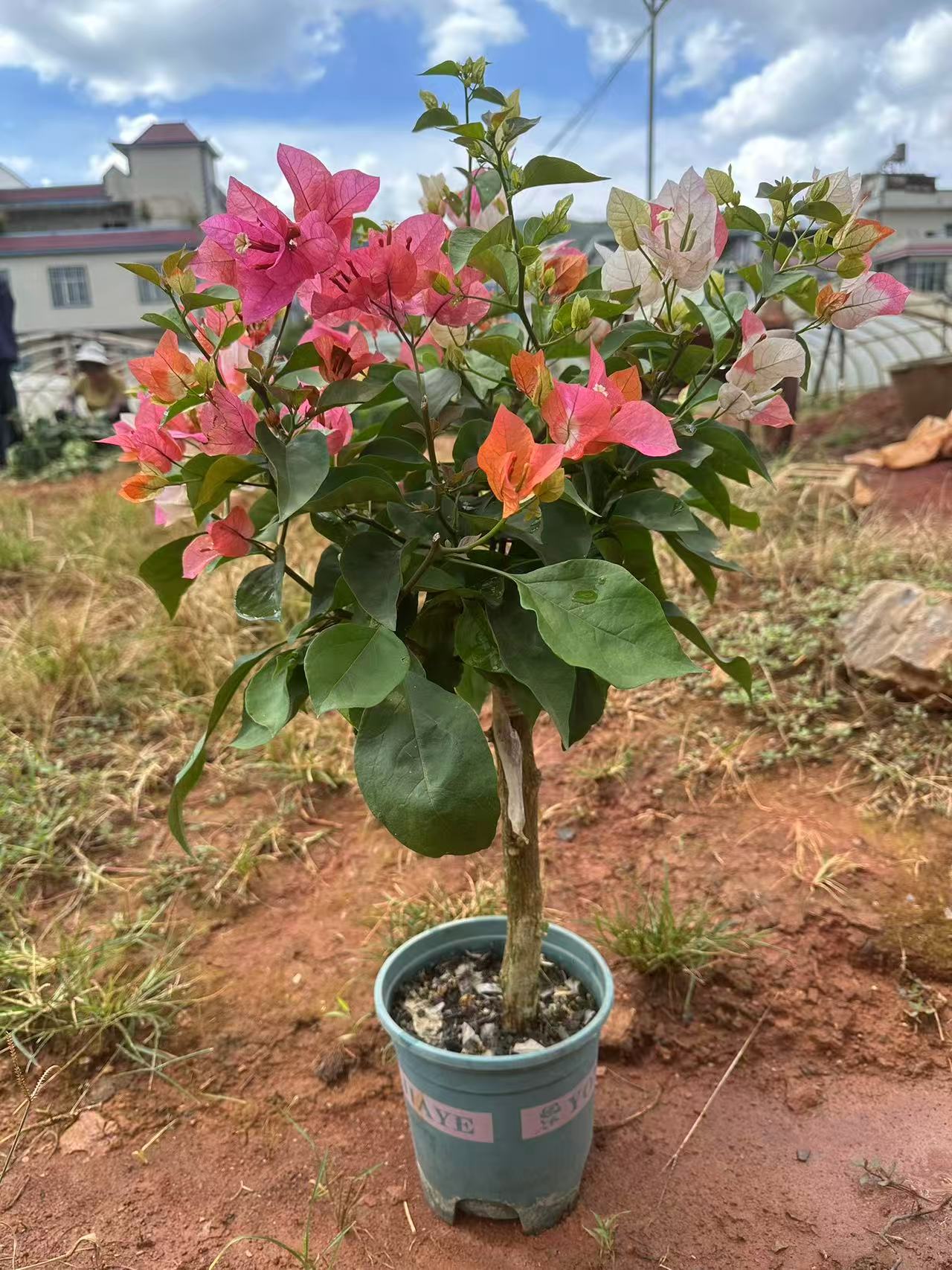 三角梅嫁接一物一拍落花落叶不售后！介意勿拍！