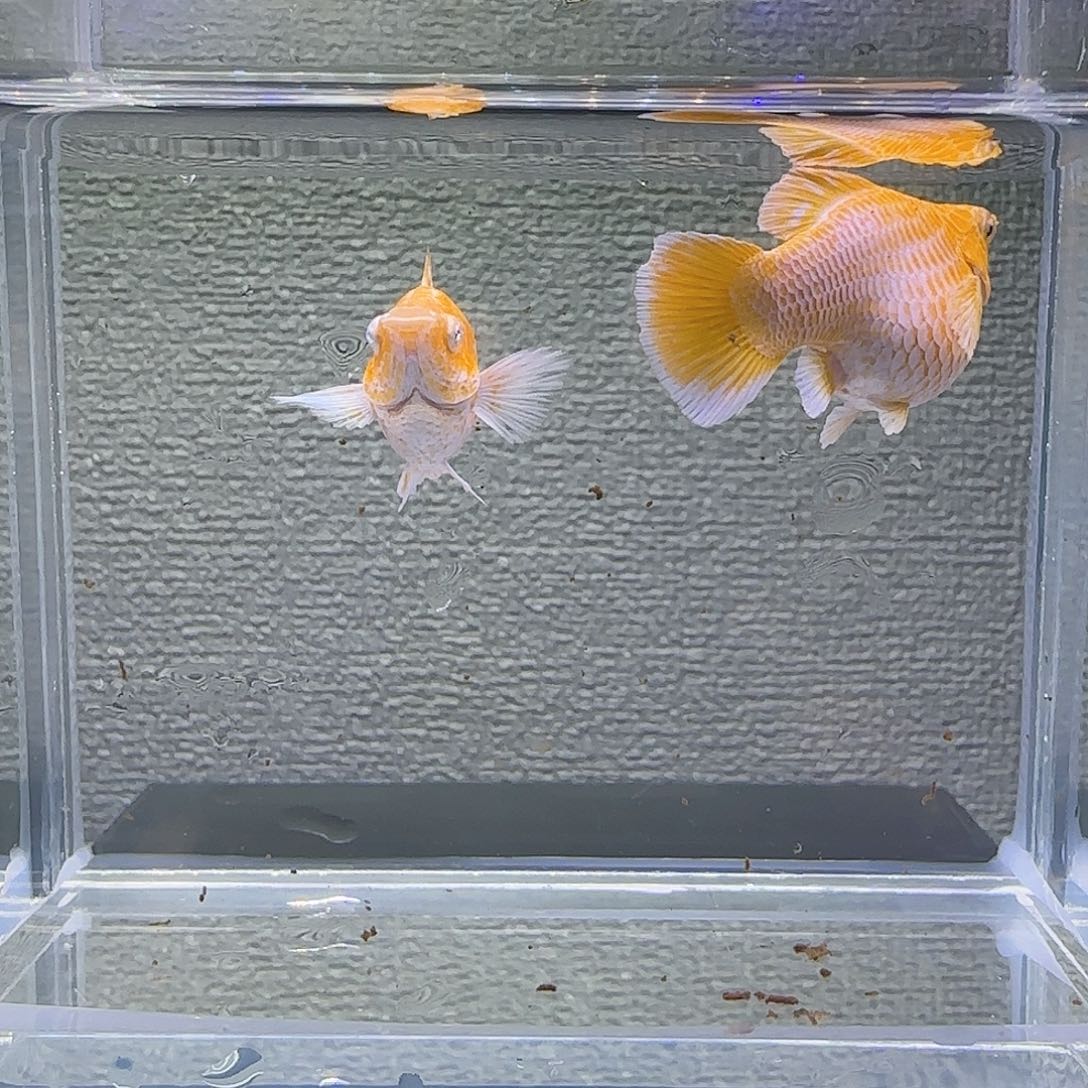 孔雀鱼樱花元宝体钻眼