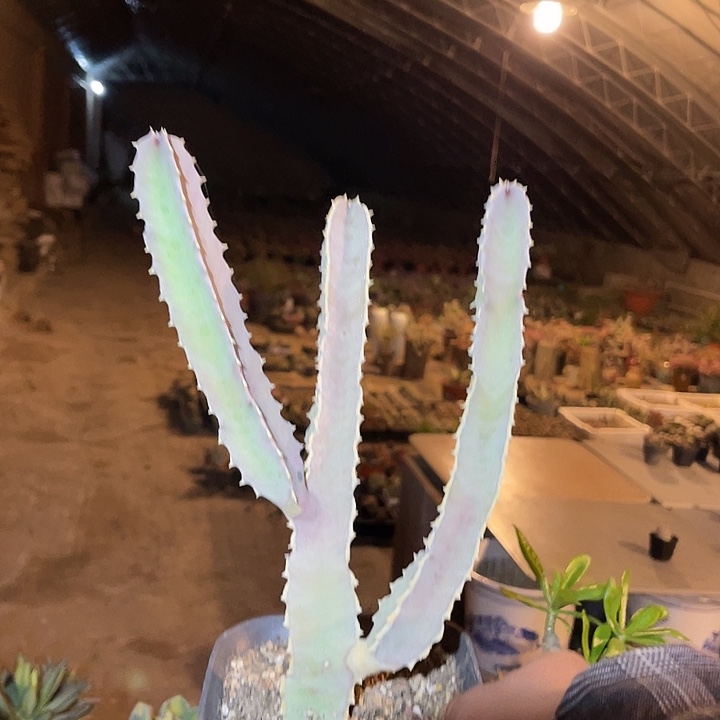 满38包邮2天凑单，脱土晾根发货多肉植物四方罗摩