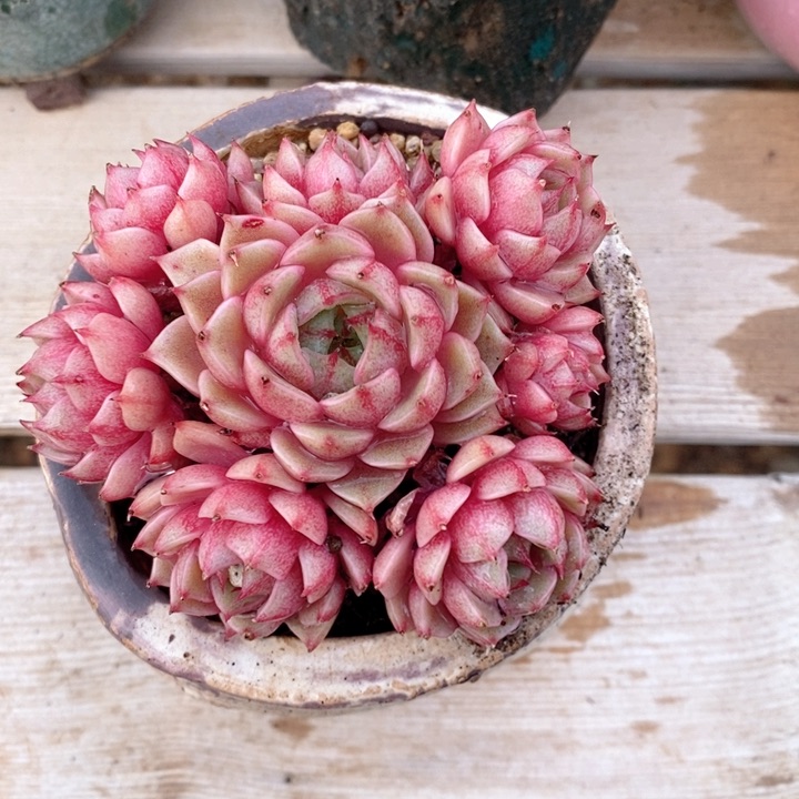 苯巴蒂斯 韩货精品