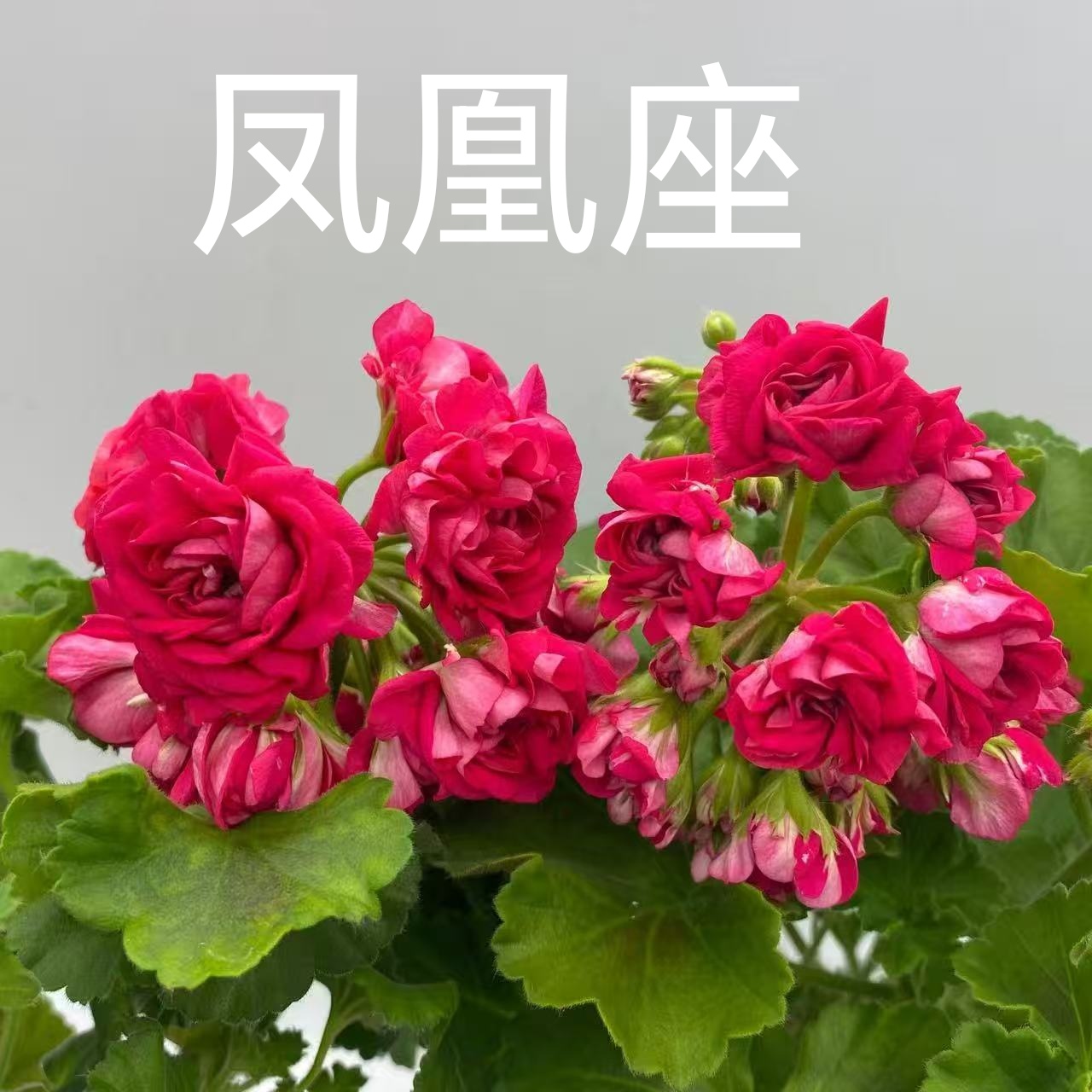 【凤凰座】半兽重瓣天竺葵低于零下拍保温不拍不冻伤负责