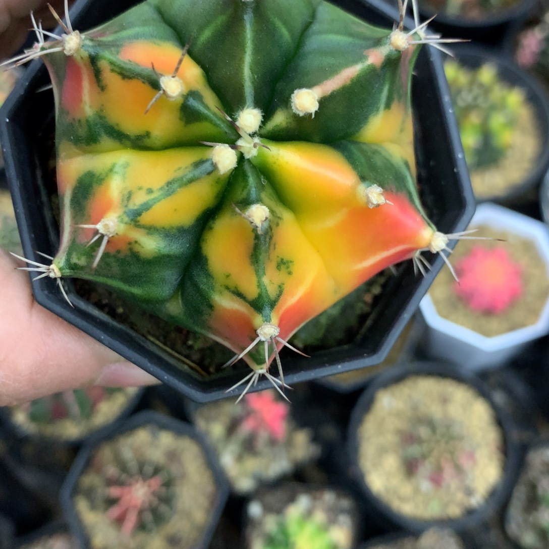 仙人球米哈牡丹锦